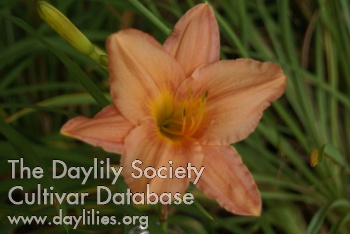 Daylily May Hall